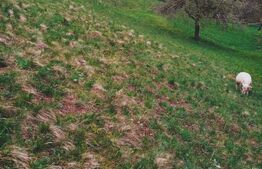 Teren intravilan agricol in Bran - Brasov