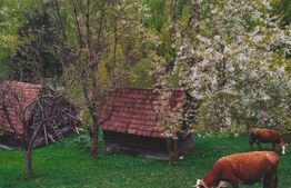 Teren intravilan agricol in Bran - Brasov