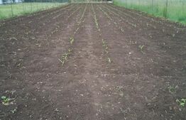 Casa renovabila In Floresti, zona Avram Iancu, 1670mp teren!