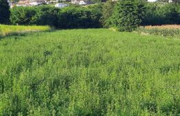 Teren intravilan 382mp,cu Puz aprobat prin HCL,in Borhanci