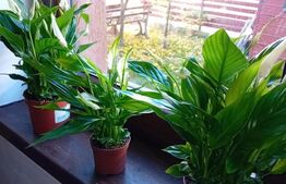 Apartament 2 camere si gradina in Sanpetru Residence