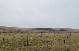 Casa de vacanta cu priveliste catre lac, 213 mp utili, 3500 mp teren cu livada