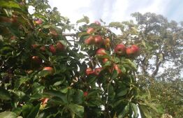 Vânzare Casă în Săcele - Locuință cu Teren Generos cu Potențial -de Renovat