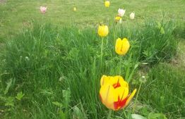 Vânzare Casă în Săcele - Locuință cu Teren Generos cu Potențial -de Renovat