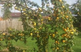 Vânzare Casă în Săcele - Locuință cu Teren Generos cu Potențial -de Renovat