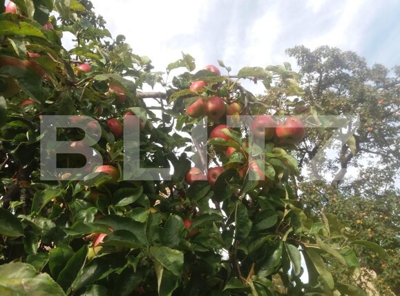 Casa de vânzare 3 camere Sacele - 166524CV | BLITZ Brașov | Poza18