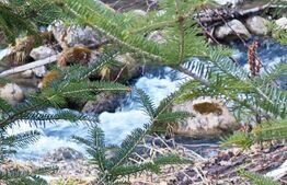 Casa de vacanta de vanzare in Rasnov - Brasov