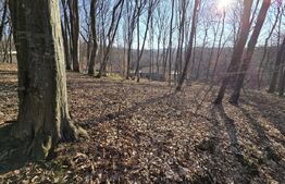 Teren cu sufrafata de 1100 mp in Padurea Faget 