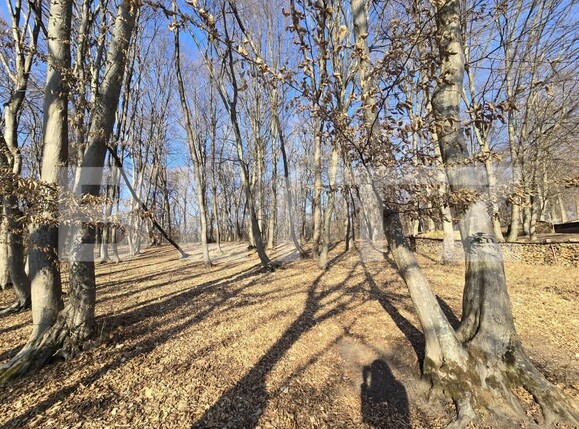 Teren de vânzare Făget - 167189TV | BLITZ Cluj-Napoca | Poza4