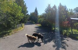 Casă 4 camere, 120mp, 4000 mp teren, cartier Târlungeni se accepta schimb cu apt