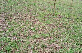 Teren intravilan de vanzare in Calarasi langa Turda!