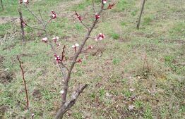 Teren intravilan de vanzare in Calarasi langa Turda!