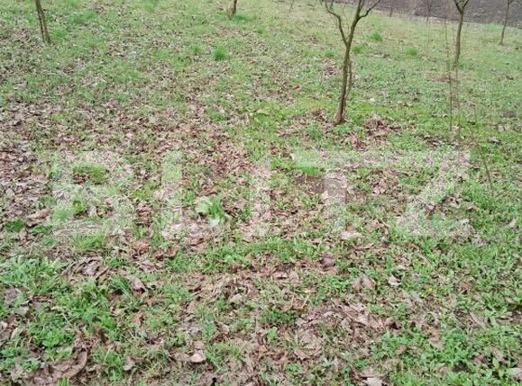 Teren de vânzare Călăraşi - 168494TV | BLITZ Cluj-Napoca | Poza4