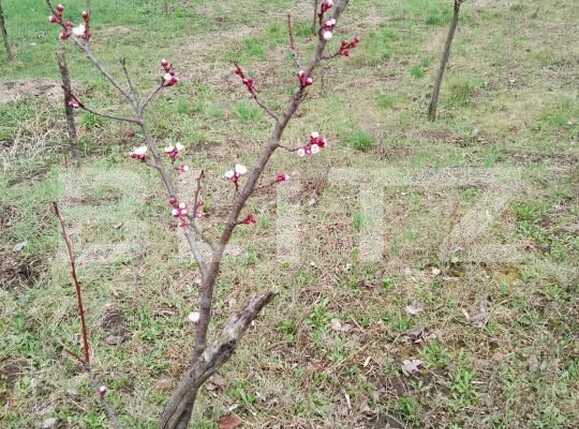 Teren de vânzare Călăraşi - 168494TV | BLITZ Cluj-Napoca | Poza1