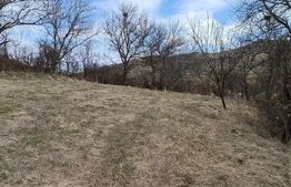 Casă veche cu teren generos de 5.300 mp – oportunitate de investiție în Baciu