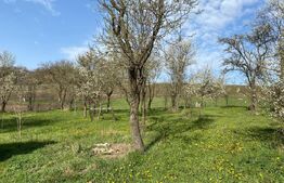Casa  cu 10000mp de teren in Buza, la 50 km de Cluj-Napoca