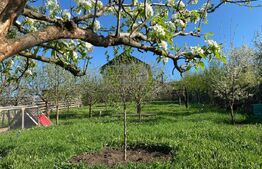 Casă de vânzare în Baciu, Mera – liniște, spațiu și natură la doar 13 km de oraș