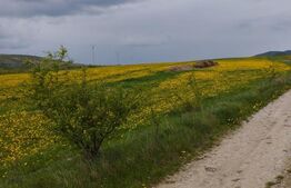 Teren extravilan 3621 mp, in Petrestii de Mijloc