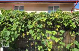 Vanzare apartament 2 camere, 80 mp, imobil tip casa, zona strazii Horea