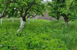 Oportunitate! Casa Bod pe un singur nivel, teren 980 mp pivnita, garaj ,mobilata