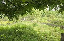 Teren intravilan Ciucea