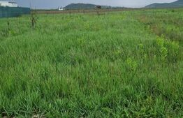 Teren pentru casa intravilan , 800 mp deschidere la drum Bod