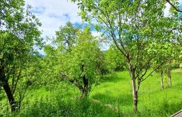 Casa 3 camere si teren 4873 mp  în Pietroasa, Moldoveneşti 