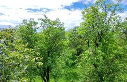 Casa 3 camere si teren 4873 mp  în Pietroasa, Moldoveneşti 