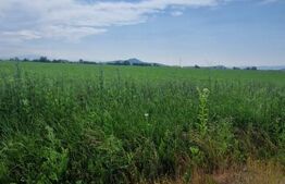 Teren extravilan, 1203 mp pretabil pentru investitie ,casa pe piloni ,container 