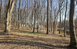 Teren cu sufrafata de 3000 mp in Padurea Faget