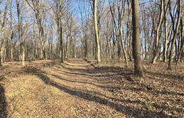 Teren cu sufrafata de 3000 mp in Padurea Faget