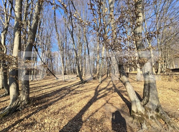 Teren de vânzare Făget - 173436TV | BLITZ Cluj-Napoca | Poza3