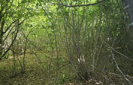 Teren de 524 mp  la liziera padurii Faget