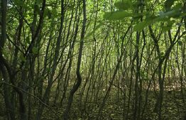 Teren de 524 mp  la liziera padurii Faget