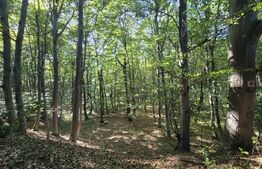 Teren de 524 mp  la liziera padurii Faget