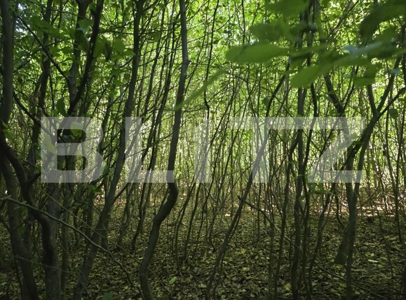 Teren de vânzare Făget - 173811TV | BLITZ Cluj-Napoca | Poza3