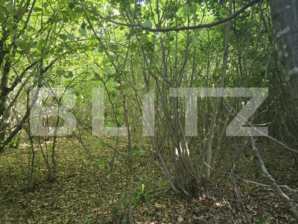 Teren de vânzare Făget - 173811TV | BLITZ Cluj-Napoca | Poza7