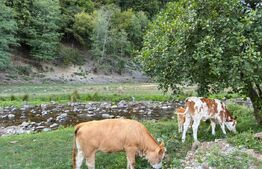 Cabana Valea Drăganului – 70 km de Cluj, 5 dormitoare, izvor în curte