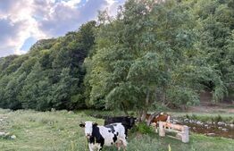 Cabana Valea Drăganului – 70 km de Cluj, 5 dormitoare, izvor în curte