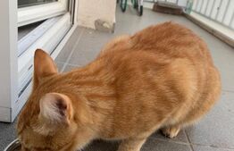 Apartament 2 camere, modern, parcare, pet friendly, zona Manastur