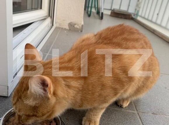 Apartament de închiriat 2 camere Manastur - 177390AI | BLITZ Cluj-Napoca | Poza7