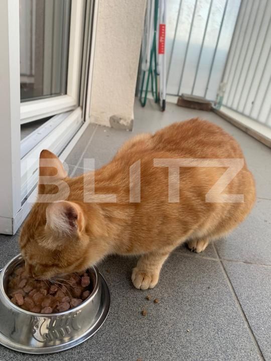 Apartament de închiriat 2 camere Manastur - 177390AI | BLITZ Cluj-Napoca | Poza7