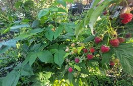 Casă 70 mp, 3 camere , bucatarie,  baie , teren 1270 mp, Prejmer 