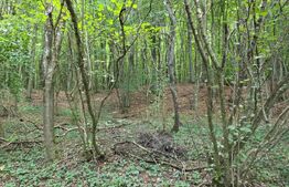 Teren cu AC pe Valea Capriorii Feleacu