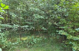 Teren cu AC pe Valea Capriorii Feleacu