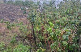 Vând casă cu teren generos – Hălchiu, aproape de Brașov