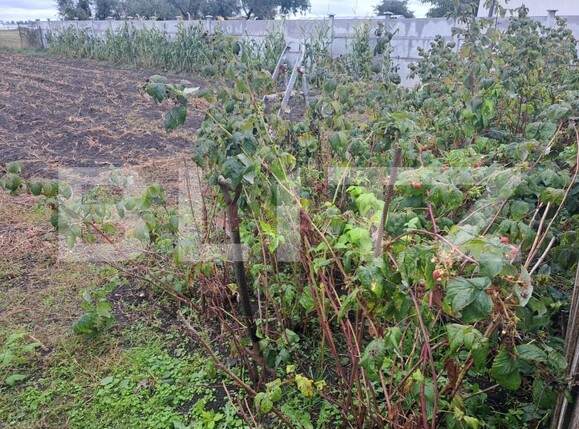 Casa de vânzare 3 camere Hălchiu - 179051CV | BLITZ Brașov | Poza6