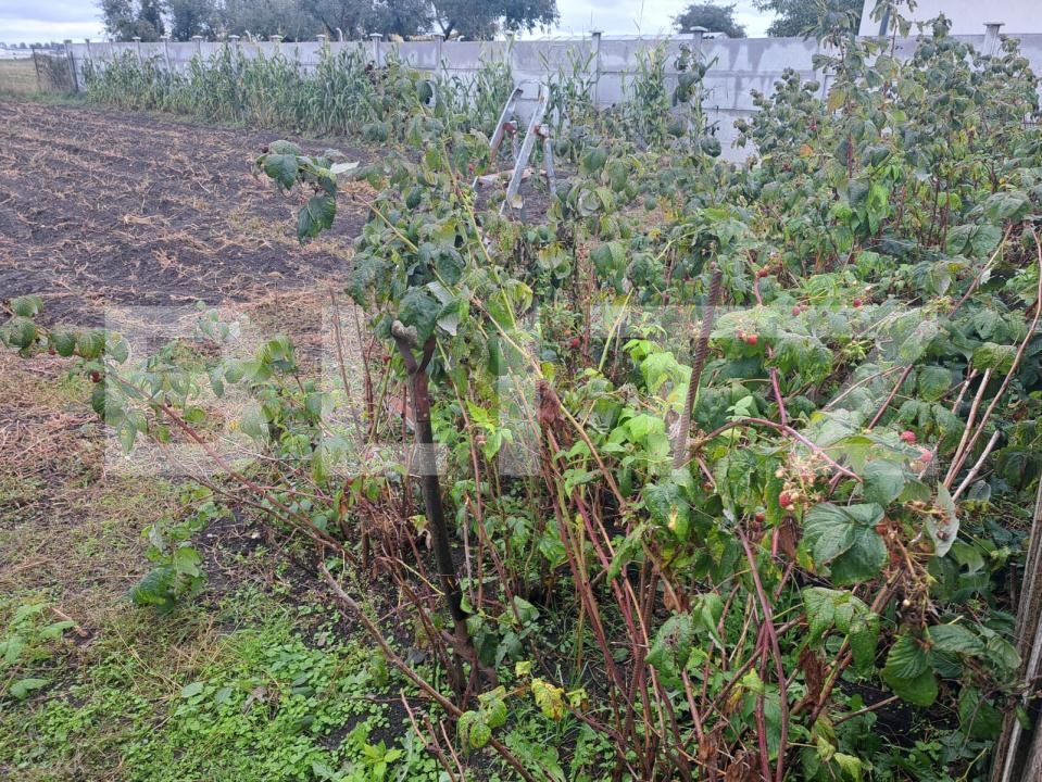 Casa de vânzare 3 camere Hălchiu - 179051CV | BLITZ Brașov | Poza6