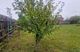 Teren de vânzare Sacele - 191520TV | BLITZ Brașov | Poza4