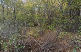 Teren de investitie 1256 mp 